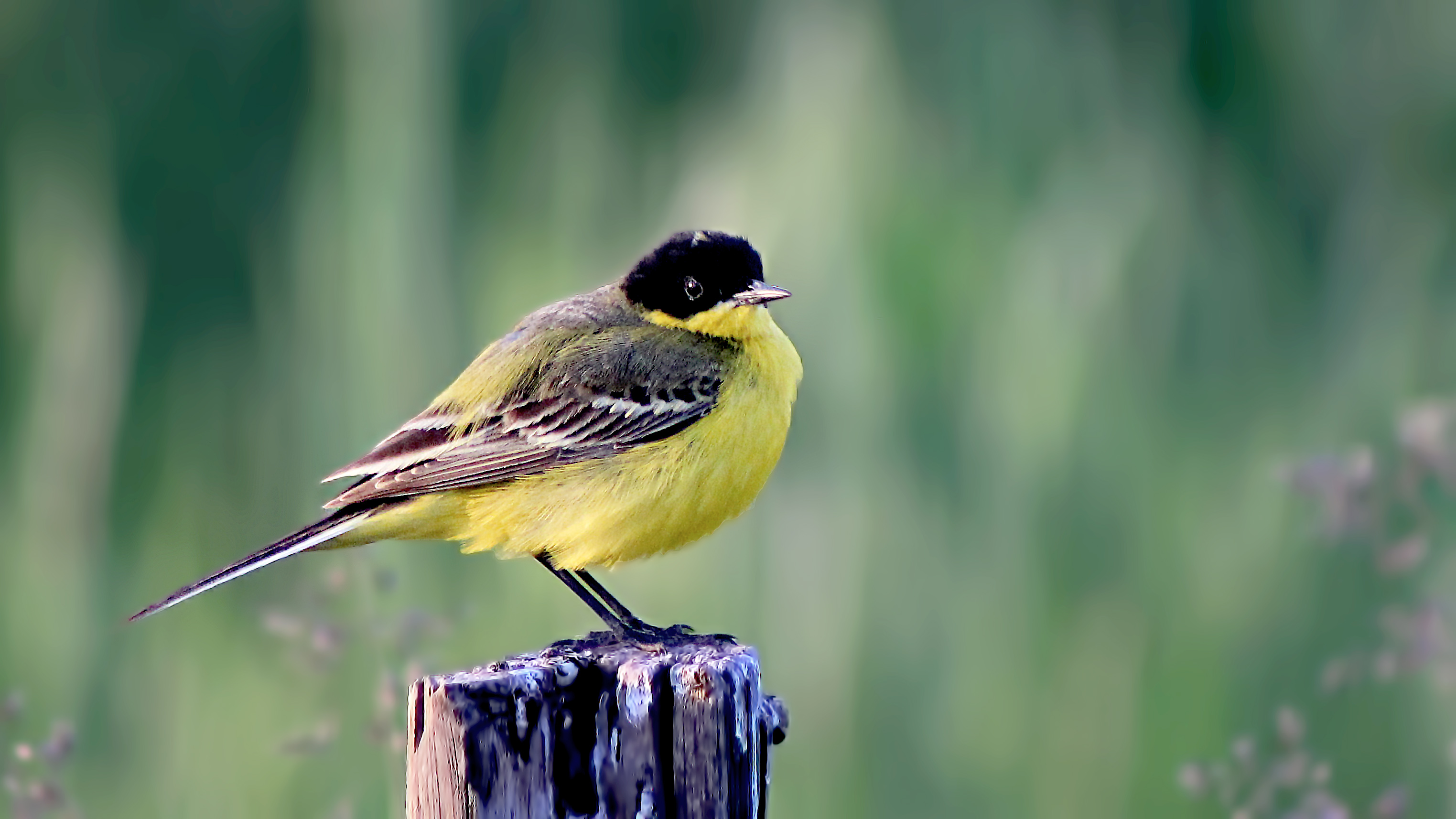 Western Yellow Wagtail